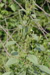 Smooth amaranth <BR>Smooth pigweed